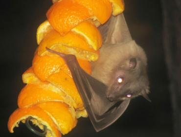 Fruit eating bats transmit Marburg virus credits CDC Phil