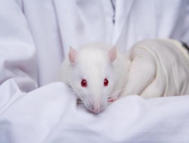 White laboratory rat 