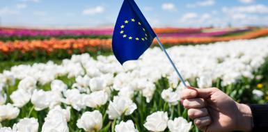 Europese vlag in tulpenveld